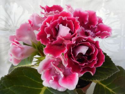 Лот: 7788540. Фото: 1. Глоксиния " Прима"( цветущее фото... Горшечные растения и комнатные цветы