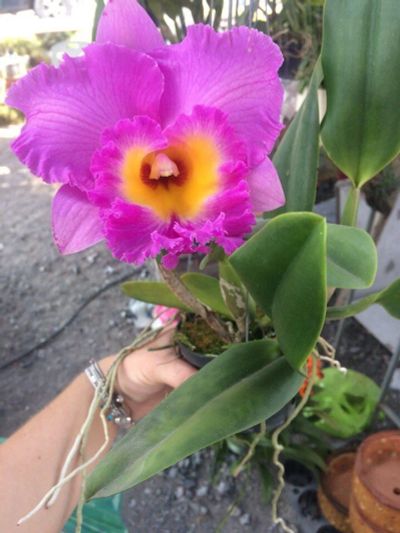 Лот: 15968058. Фото: 1. Орхидея Каттлея. Горшечные растения и комнатные цветы