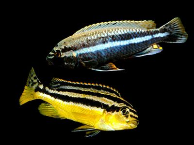 Лот: 16200406. Фото: 1. Меланохромис золотой (Melanochromis... Рыбки
