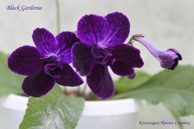 Лот: 7660790. Фото: 1. Стрептокарпус Black Gardenia... Горшечные растения и комнатные цветы