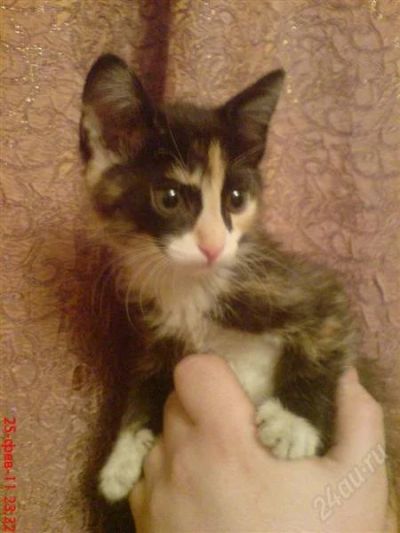 Лот: 796187. Фото: 1. отдам котенка в хорошие руки!. Остальные животные