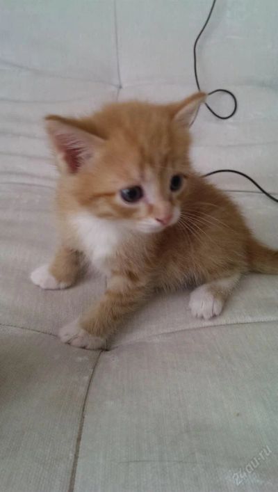 Лот: 5750909. Фото: 1. Подарю. котят в хорошие руки безвозмездно. Кошки, котята