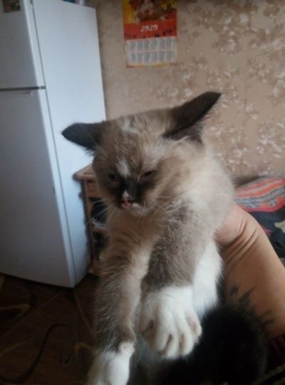 Лот: 16839712. Фото: 1. котята. Кружки, стаканы, бокалы