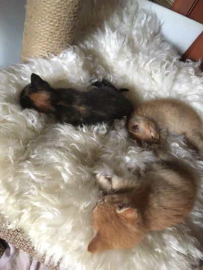 Лот: 10484407. Фото: 1. рыжий котенок. Кошки, котята