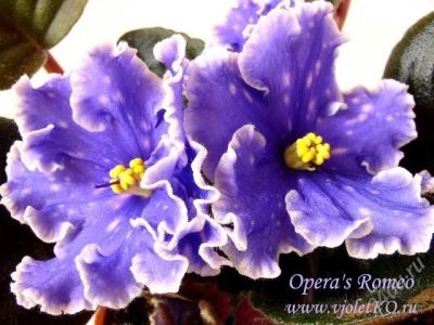 Лот: 2305640. Фото: 1. лист фиалки Opera's Romeo!. Горшечные растения и комнатные цветы