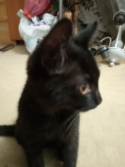 Лот: 22989385. Фото: 1. Черный котёнок мальчик для Маргариты. Кошки, котята