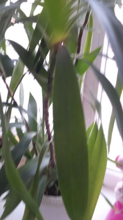 Лот: 6810964. Фото: 1. цветок не знаю какой. Горшечные растения и комнатные цветы