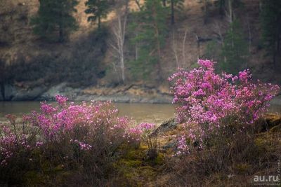 Лот: 13842593. Фото: 1. Рододендрон Ледебура ( Rhododendron... Декоративные кустарники и деревья