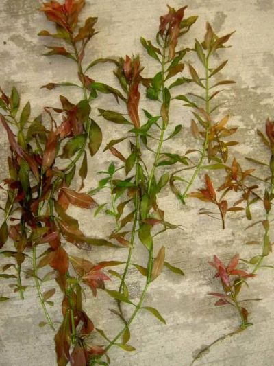 Лот: 6496110. Фото: 1. Людвигия ползучая (Ludwigia repens... Водные растения