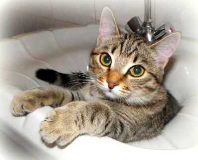 Лот: 3077624. Фото: 1. Чудо Рыся,приносит счастье и гармонию... Кошки, котята