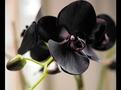 Лот: 8614713. Фото: 1. Орхидея фаленопсис "Чёрный". Горшечные растения и комнатные цветы