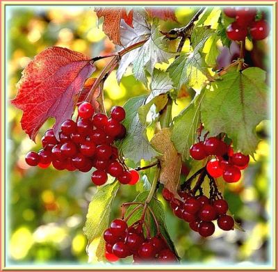 Лот: 6125008. Фото: 1. калина на веточках замороженая. Ягоды, орехи