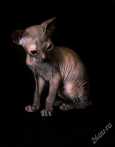 Лот: 1289856. Фото: 1. Кошечка Украинский левкой страйт... Кошки, котята