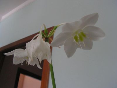 Лот: 4455454. Фото: 1. Эухариус детка. Горшечные растения и комнатные цветы