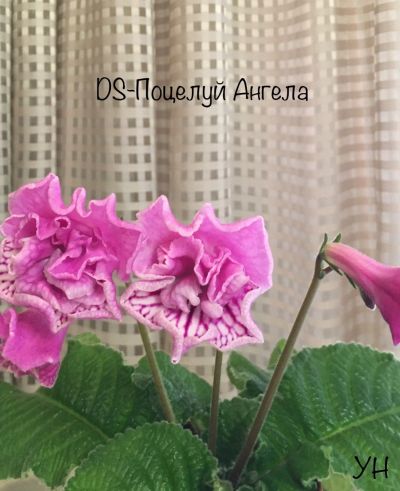 Лот: 17572897. Фото: 1. Стрептокарпус DS-Поцелуй ангела... Горшечные растения и комнатные цветы