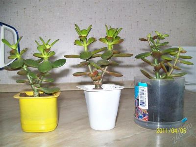 Лот: 883500. Фото: 1. Денежное дерево-1. Горшечные растения и комнатные цветы