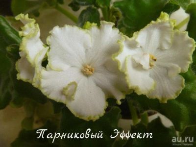 Лот: 8483889. Фото: 1. Фиалка сортовая Парниковый Эффект... Горшечные растения и комнатные цветы