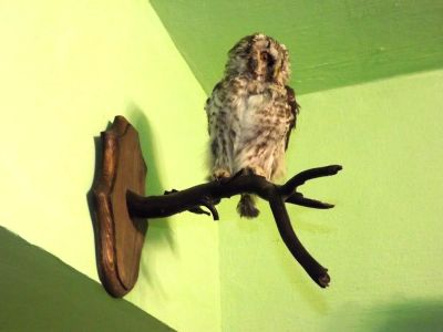 Лот: 4038594. Фото: 1. чучело совы на стену. Чучела животных, рога, шкуры