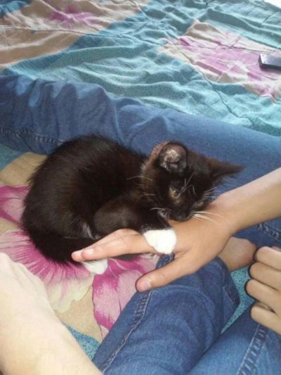 Лот: 10329606. Фото: 1. Котенок ищет нового хозяина. Кошки, котята