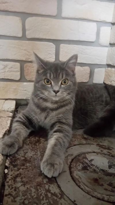 Лот: 8935806. Фото: 1. Котенок 9 мес полубританская окрас... Кошки, котята