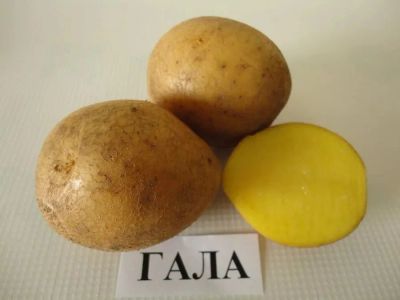 Лот: 8666570. Фото: 1. Свежий Картофель с доставкой до... Картофель