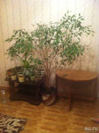 Лот: 8877937. Фото: 1. Фикус древний. Горшечные растения и комнатные цветы