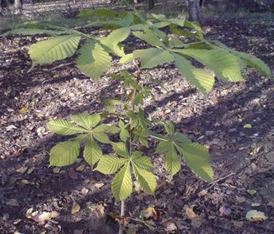 Лот: 16648202. Фото: 1. Каштан Конский ( Aesculus hippocastanum... Декоративные кустарники и деревья