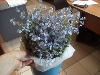 Лот: 11638942. Фото: 1. букет большой из незабудок. Свежие цветы