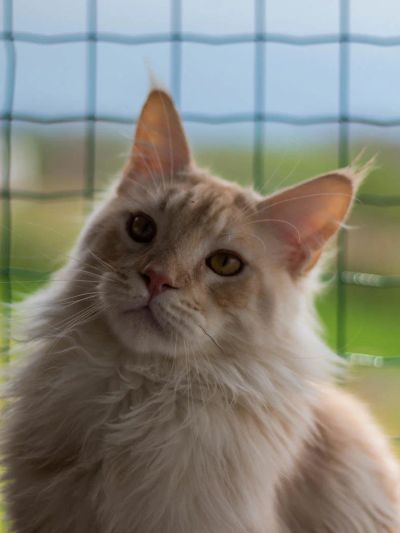 Лот: 9817237. Фото: 1. Шикарный парень в редком окрасе. Кошки, котята
