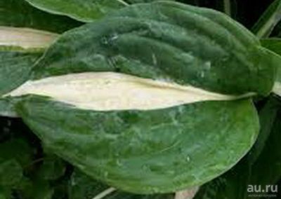 Лот: 9526411. Фото: 1. хоста Риски Бизнес (Hosta Risky... Садовые цветы