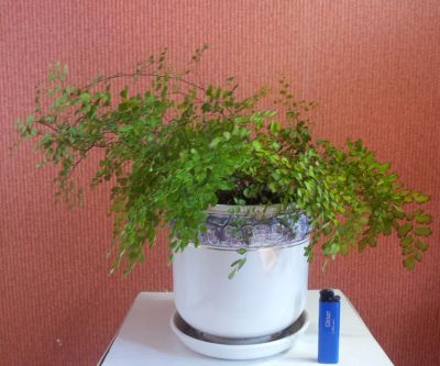 Лот: 758487. Фото: 1. Адиантум - Венерин волос (папоротник... Горшечные растения и комнатные цветы