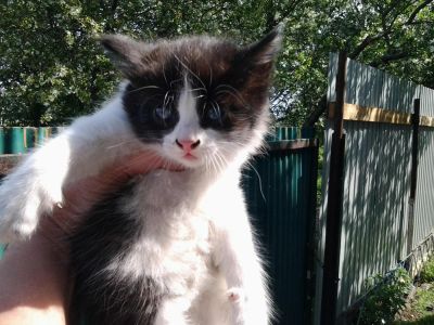 Лот: 5621410. Фото: 1. котята от кошки крысоловки. Кошки, котята