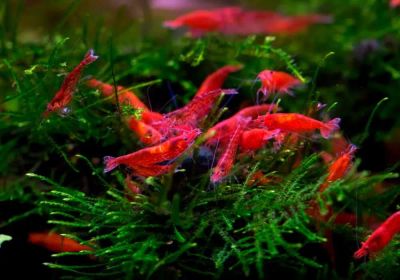 Лот: 20855891. Фото: 1. Креветки вишня Red Fire. Моллюски, ракообразные, кораллы