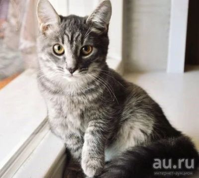 Лот: 7783208. Фото: 1. Дымчатая кошечка 5 мес. Кошки, котята