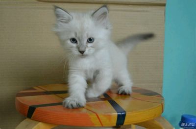 Лот: 10864528. Фото: 1. Девочка 2 мес. Кошки, котята