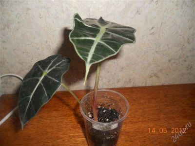 Лот: 1828427. Фото: 1. Алоказия Полли(детка). Горшечные растения и комнатные цветы