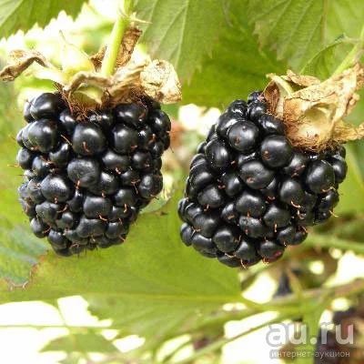 Лот: 9630239. Фото: 1. саженцы ежевики садовой. Ягоды