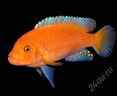 Лот: 16200457. Фото: 1. Красная зебра(Pseudotropheus estherae... Рыбки