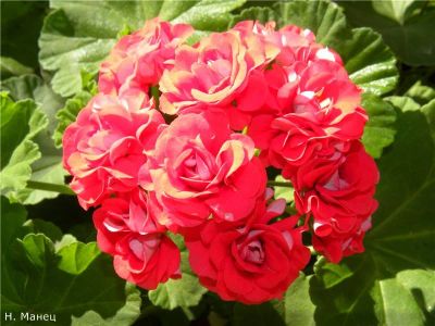 Лот: 12624864. Фото: 1. Пеларгония розебудная Rosebud... Горшечные растения и комнатные цветы