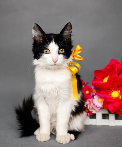 Лот: 4878267. Фото: 1. Котенок Зося. Кошки, котята
