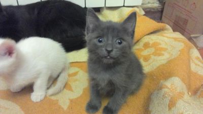 Лот: 6216608. Фото: 1. Красивые и потешные котята за... Кошки, котята