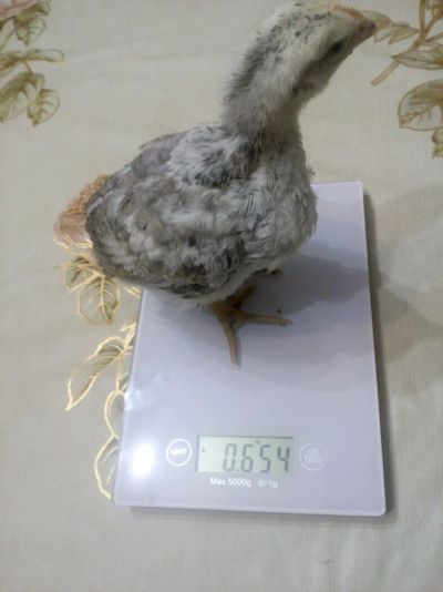 Лот: 9601166. Фото: 1. Продам цыплят мастер грей. Птицы