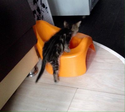 Лот: 11904861. Фото: 1. котята ....котятки. Кошки, котята
