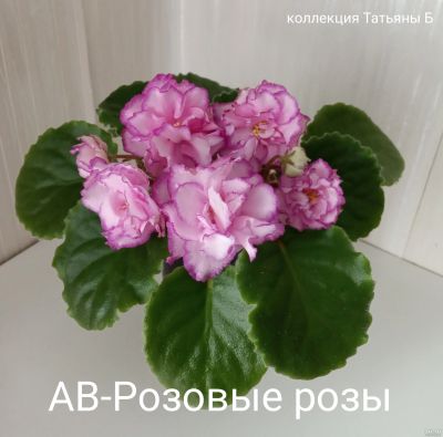 Лот: 17654010. Фото: 1. Фиалка АВ- Розовые розы - детка. Горшечные растения и комнатные цветы