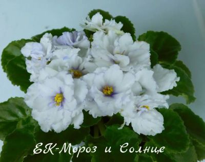 Лот: 8474156. Фото: 1. Фиалка сортовая ЕК-Мороз и Солнце... Горшечные растения и комнатные цветы