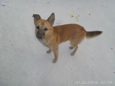 Лот: 6856973. Фото: 1. Маленькая собачка в хорошие руки. Собаки, щенки