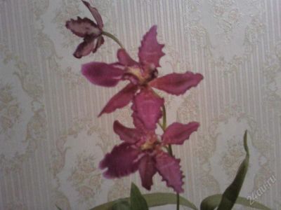 Лот: 1113729. Фото: 1. Орхидея камбрия. Горшечные растения и комнатные цветы