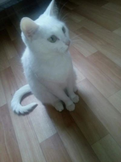 Лот: 11252917. Фото: 1. В хорошие руки кошечку Снежу. Кошки, котята