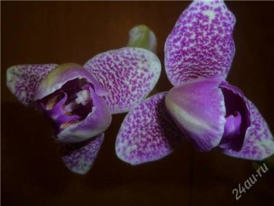 Лот: 2435523. Фото: 1. орхидея фаленопсис ( пелорик конопатый... Горшечные растения и комнатные цветы