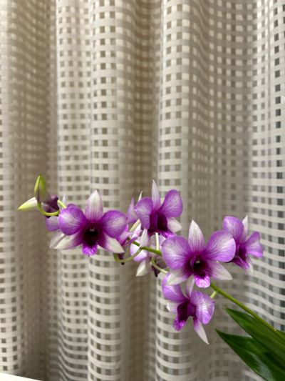 Лот: 24788848. Фото: 1. Орхидея дендрофаленопсис Polar... Горшечные растения и комнатные цветы